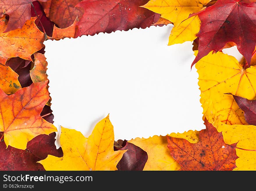 Fall Maple Leaves Border with White Background. Fall Maple Leaves Border with White Background