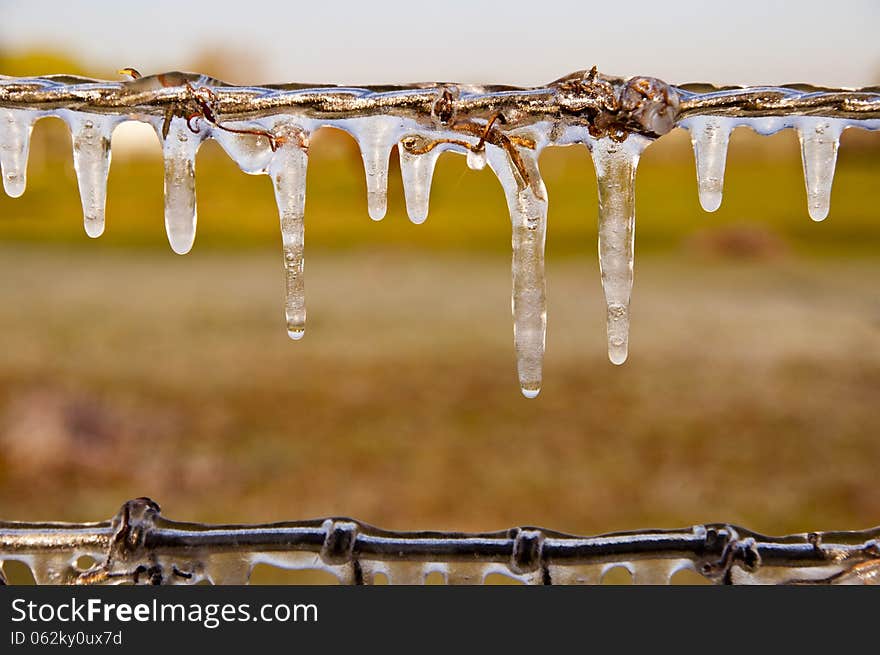 Frozen icicles