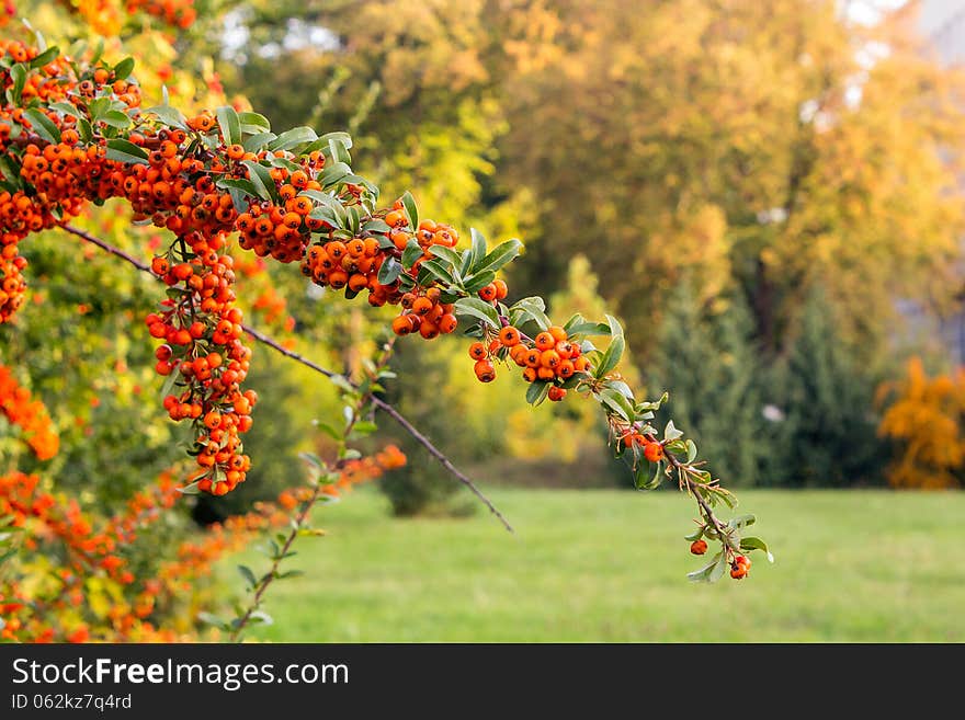 Orange Mountain Ash In Autumn Park