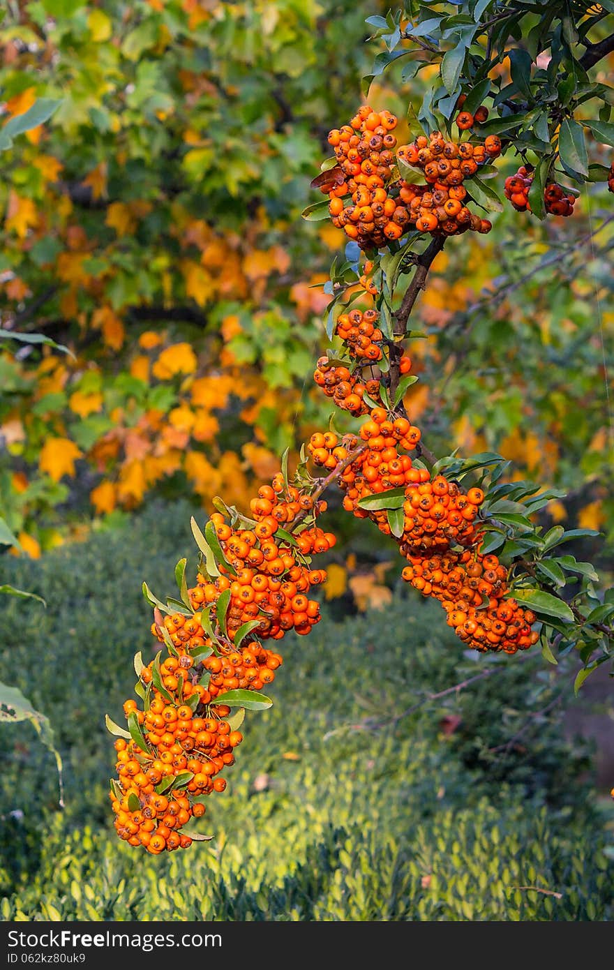 Orange branch of mountain ash on a background of grass and autumn leaves. Orange branch of mountain ash on a background of grass and autumn leaves