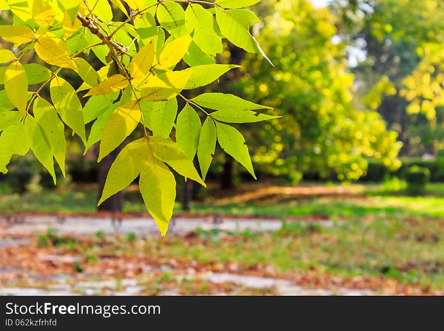 Colorful leaves close-up on a blury autumn city park background