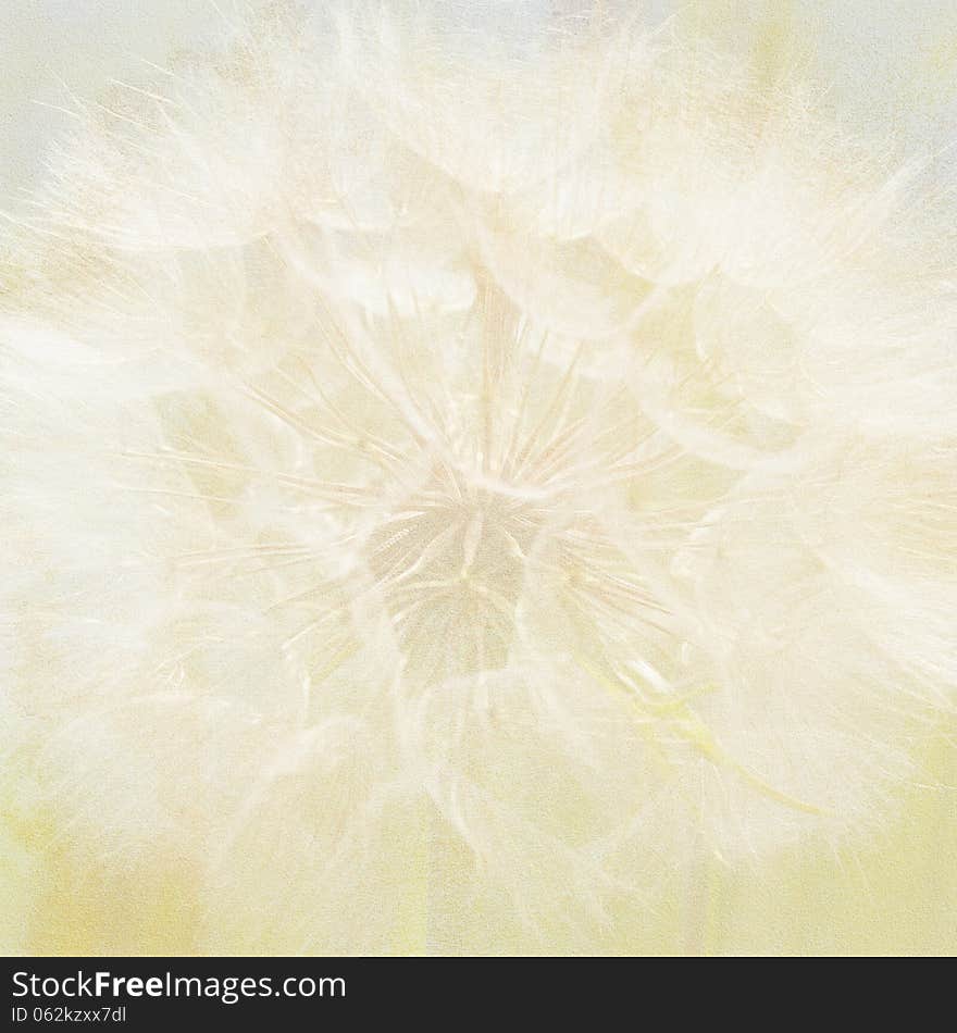 Delicate dandelion head on a paper background. Delicate dandelion head on a paper background