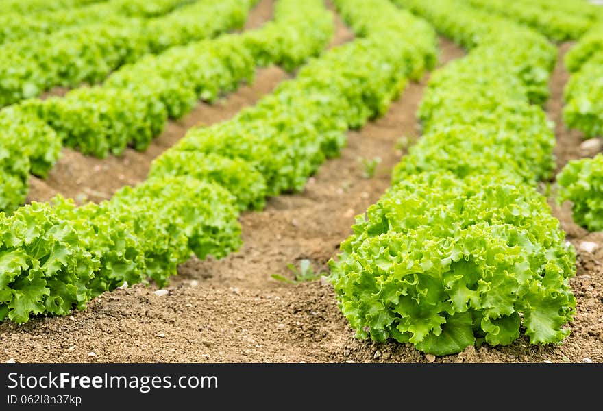 Lettuce field with defocused background.