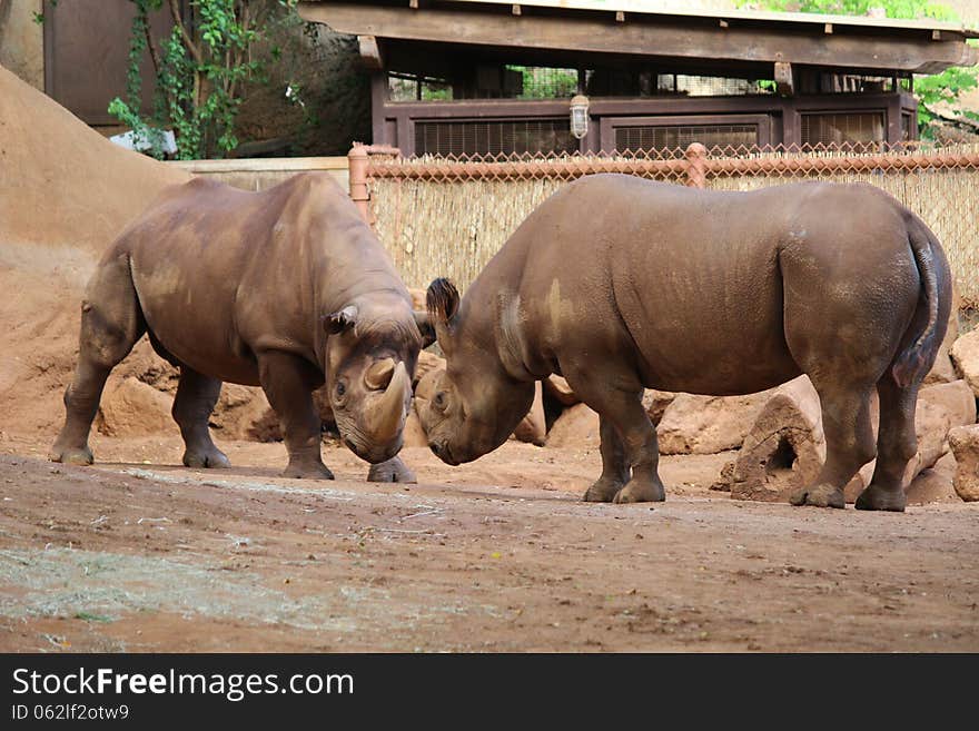 Two rhinoceroses are fighting in Zoo