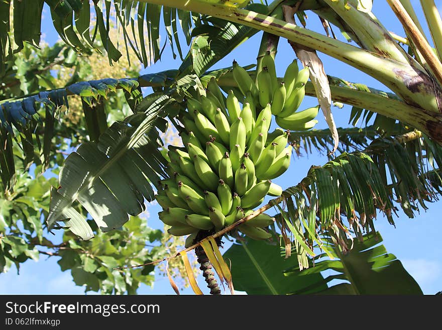 Green bananas on tree