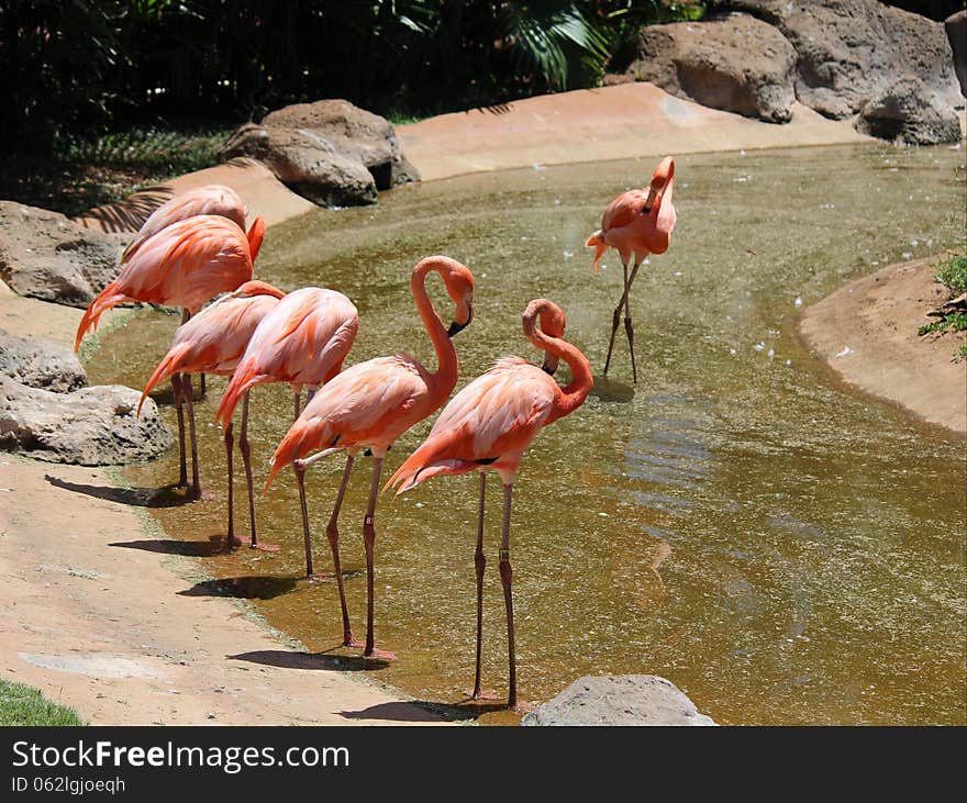 Flamingos