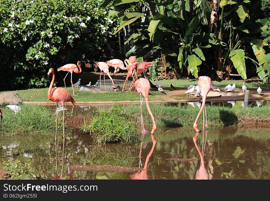 Flamingos