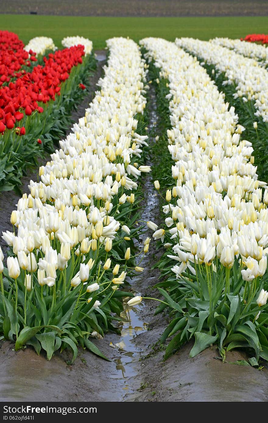 Rows of red and white tulips after rainstorm