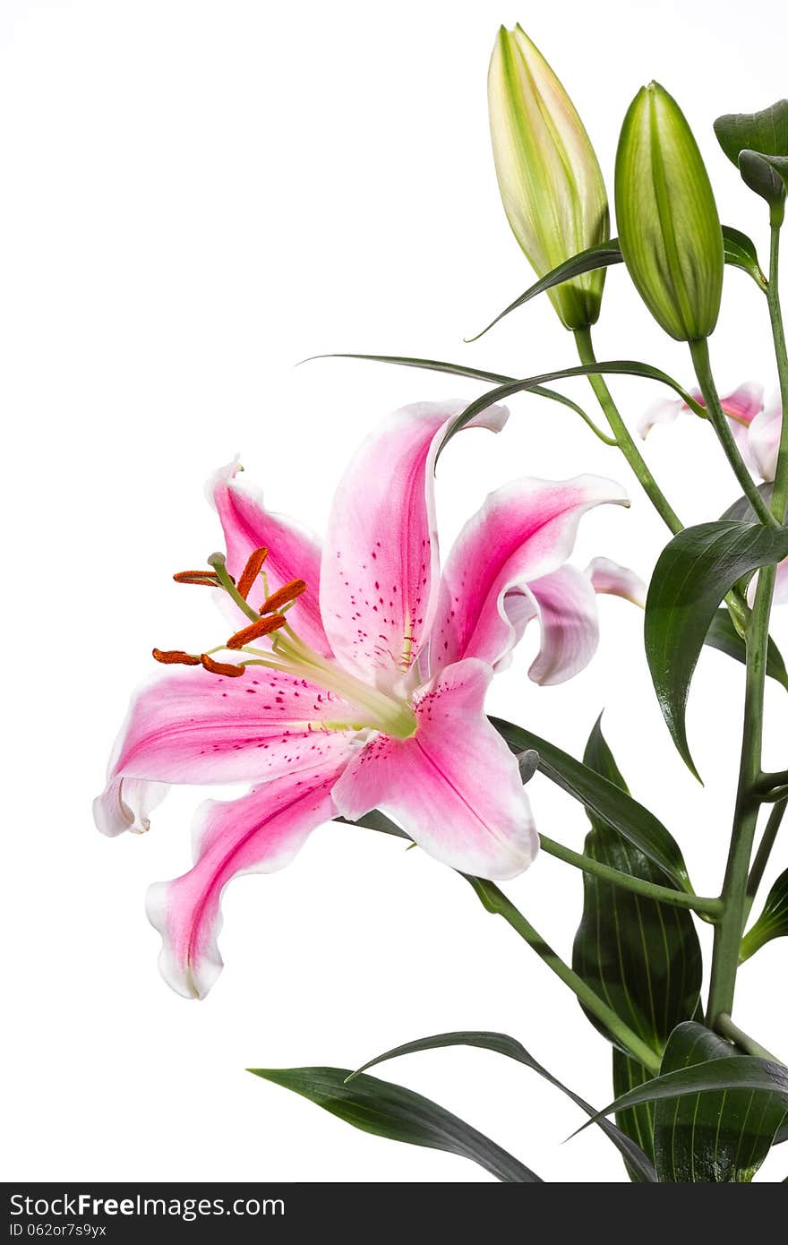 Pink Lily flower with buds on white background