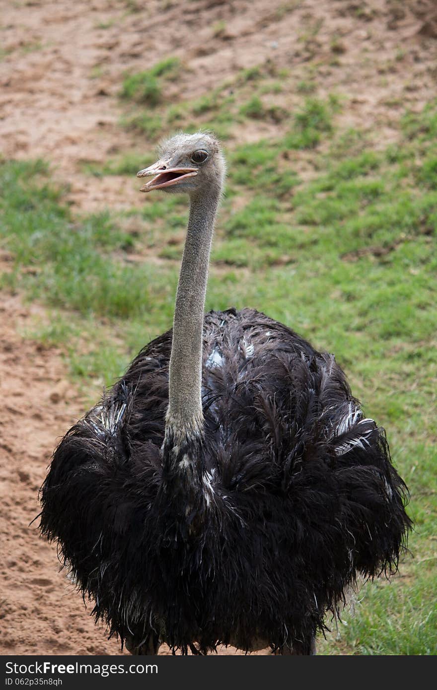 Ostrich (Struthio camelus) in the zoo