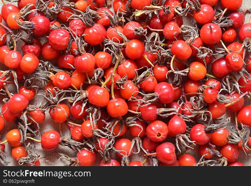 Dry Red Berries Of Dogrose