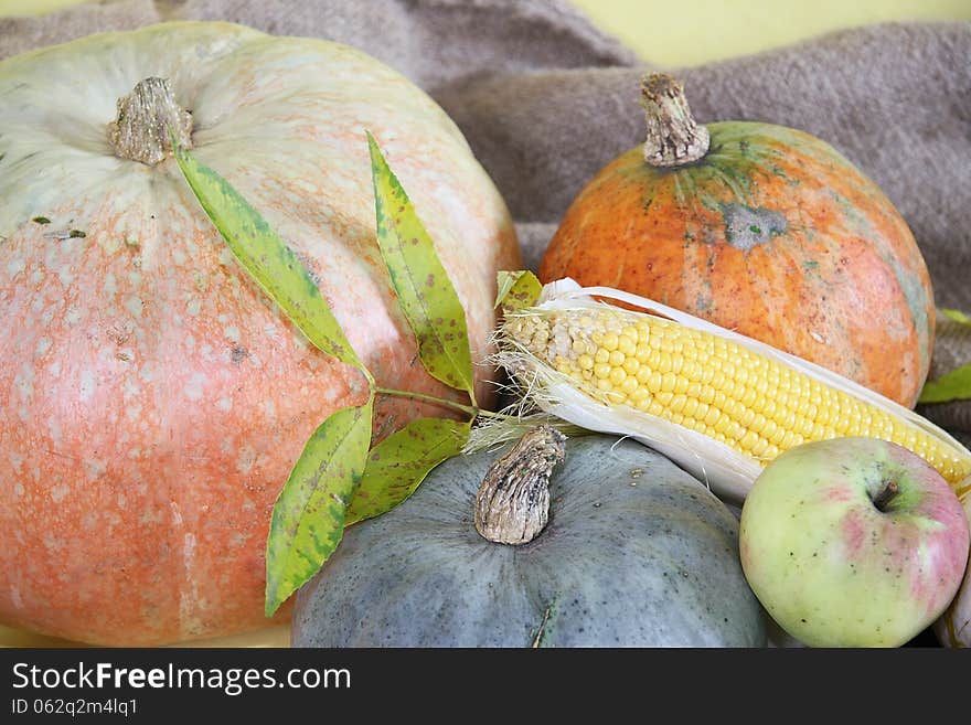 Pumpkins, corn, apple on a natural background frame. Pumpkins, corn, apple on a natural background frame