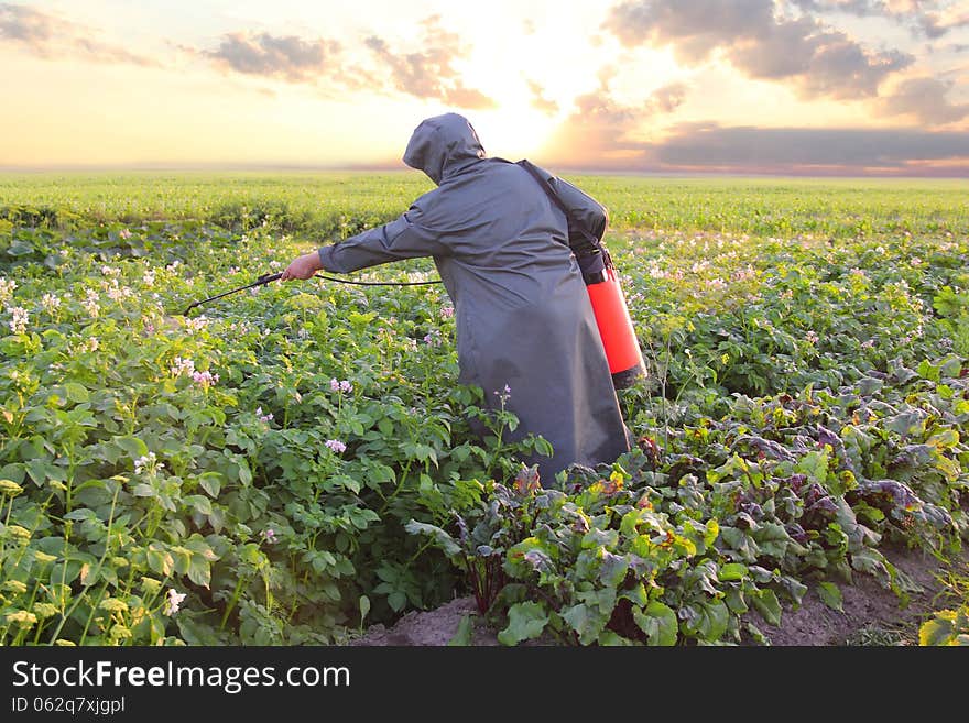 Gardener spraying potatoes