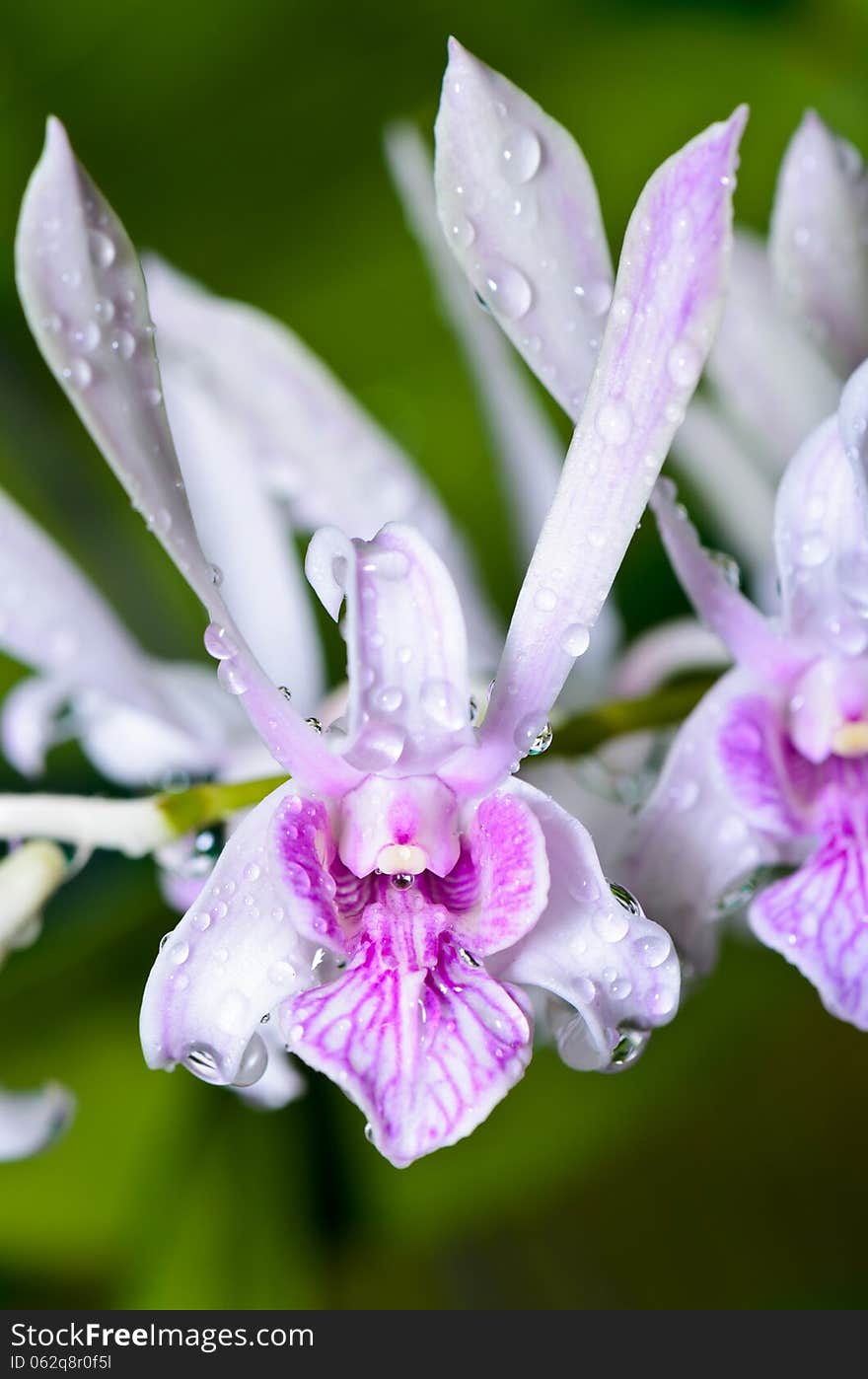 Dendrobium orchid hybrids is white with pink stripes.