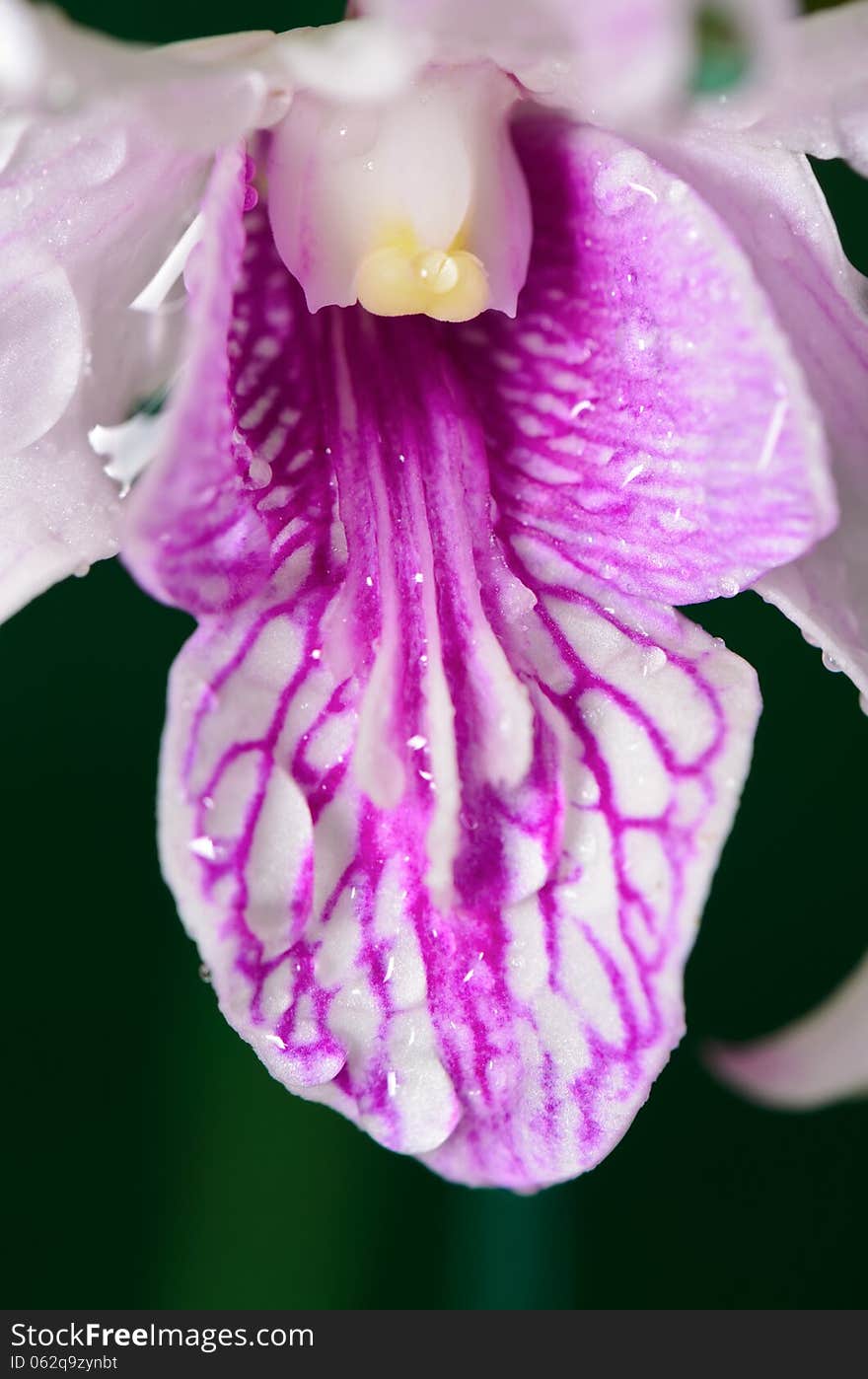 Dendrobium orchid hybrids is white with pink stripes.