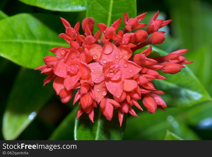 Red Flower Of West Indian Jasmine &x28; Ixora Chinensis Lamk &x29;