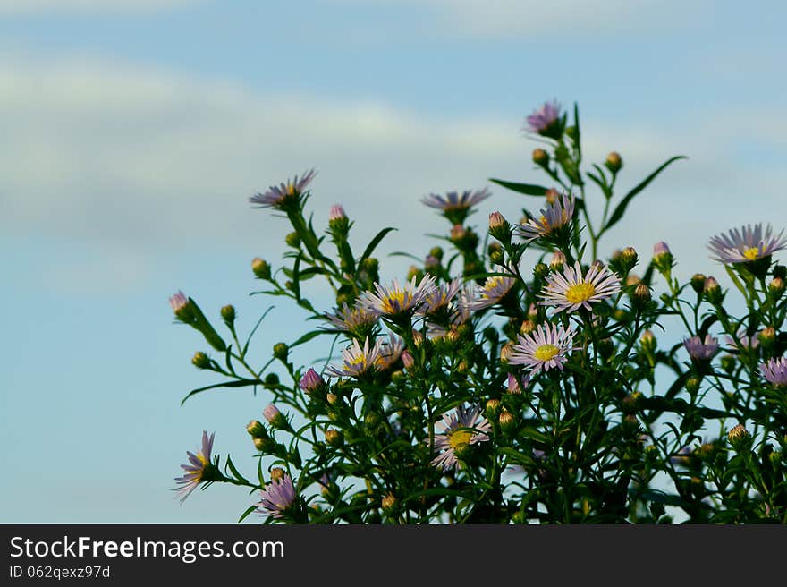 Beautiful Michaelmas daisy flowers with blue sky behind. Beautiful Michaelmas daisy flowers with blue sky behind.