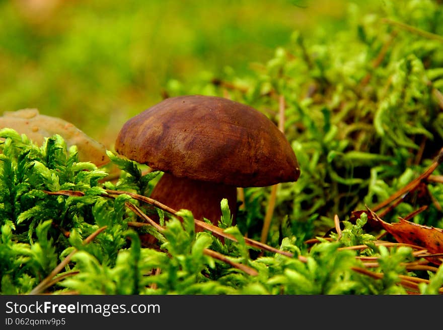 The photograph shows the fungus from bolete species during the growing season in its natural habitat. The photograph shows the fungus from bolete species during the growing season in its natural habitat.