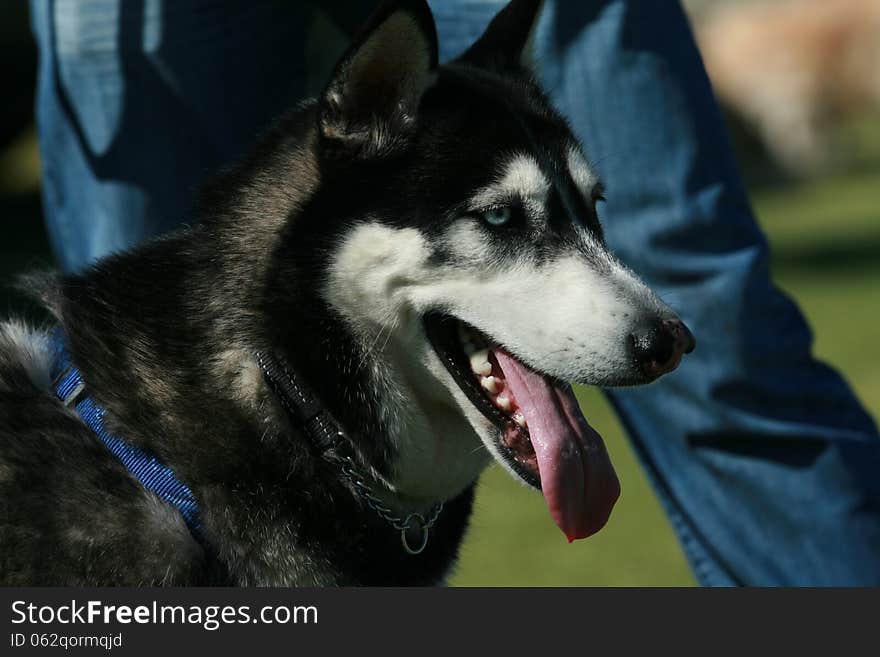 Husky Dog