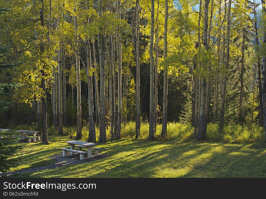 Aspen trees and picnic tables in fall