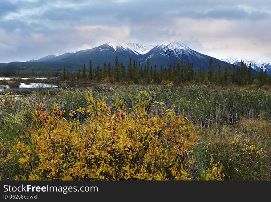 Bushes And Fresh Snow Near Vermilion Lake