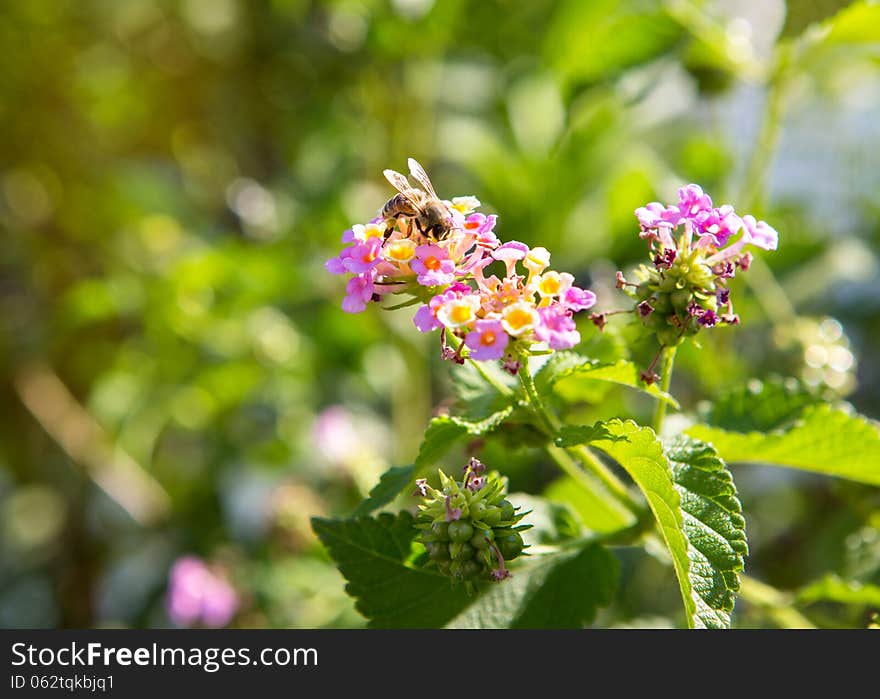 Bee on a bright flower collects honey and pollinating plant. Bee on a bright flower collects honey and pollinating plant