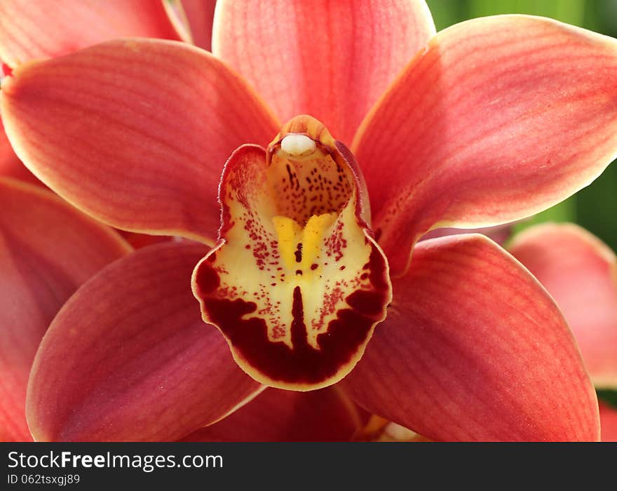 Close-up of red Orchid