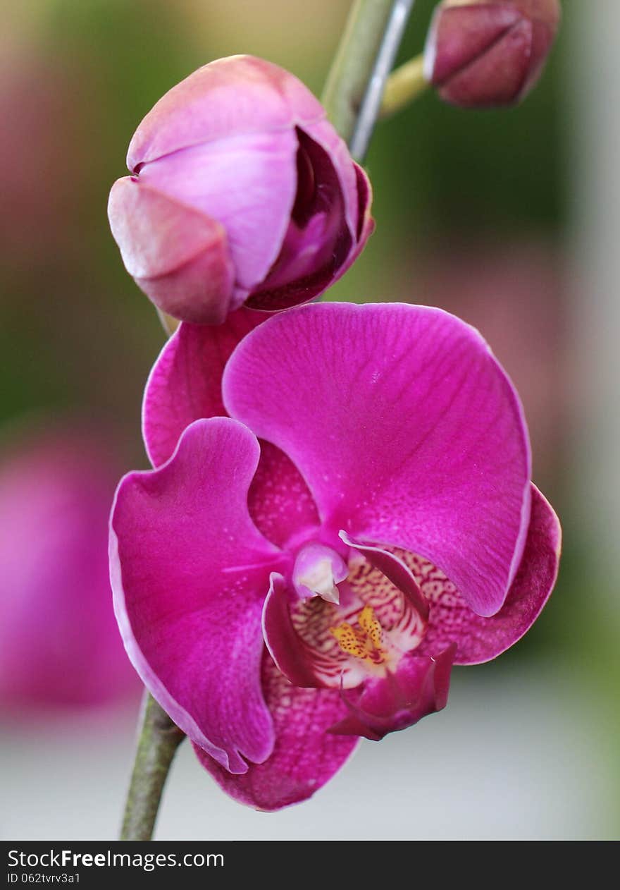 Close-up of pink Orchid