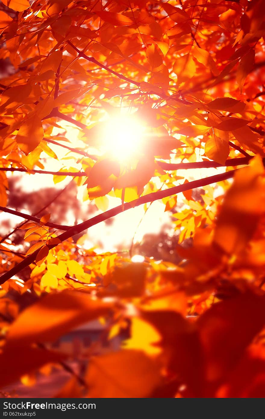 Photo autumn foliage photo sunset against the sun. Photo autumn foliage photo sunset against the sun