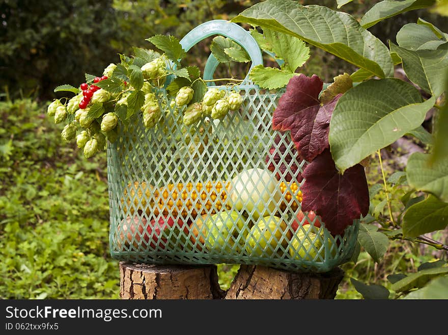 Basket with fruits and vegetables in autumn garden. Basket with fruits and vegetables in autumn garden