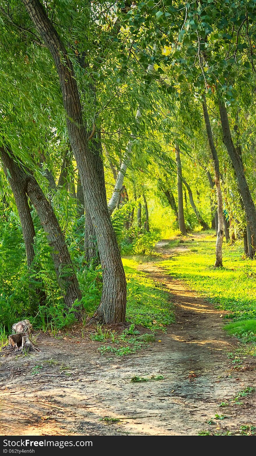 Photo on a sunny day in the forest footpath vanishing point. Photo on a sunny day in the forest footpath vanishing point