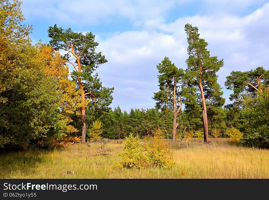 Autumn Landscape