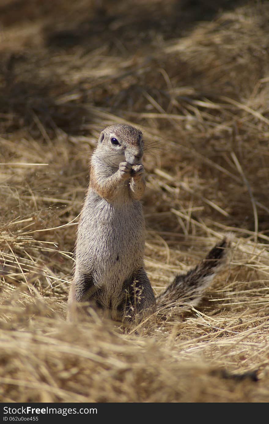 Ground squirrel in Namibia