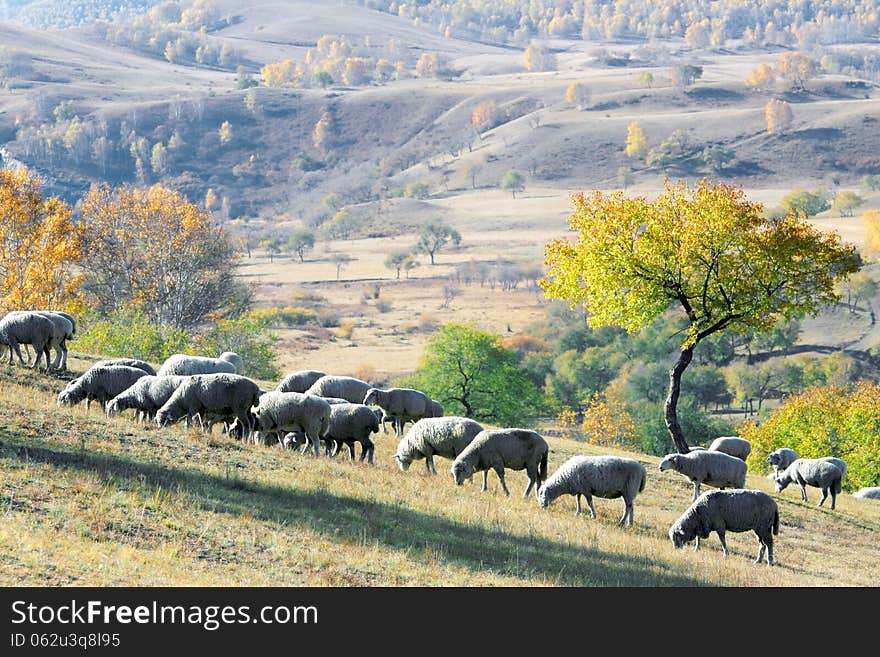 Dam Autumn In Inner Mongolia