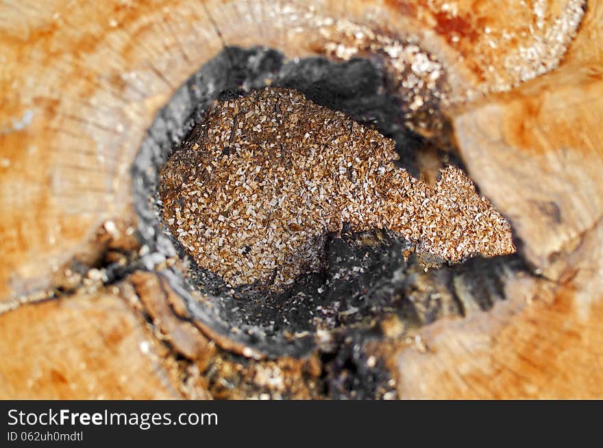 Top view of a sliced piece of wood with a hole in the middle