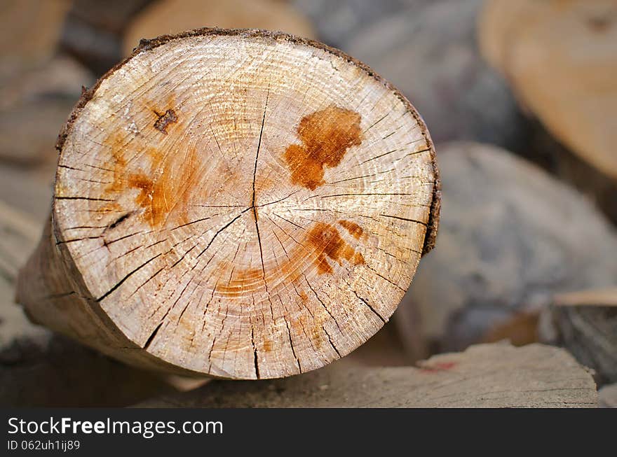 Close up of a sliced tree trunk