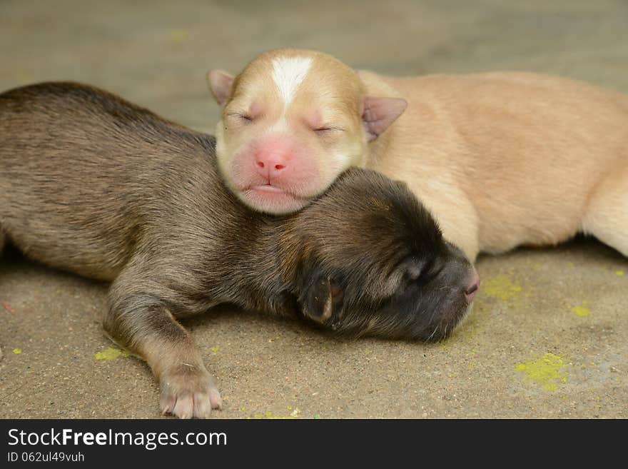 Two 1 week old puppies. Two 1 week old puppies.