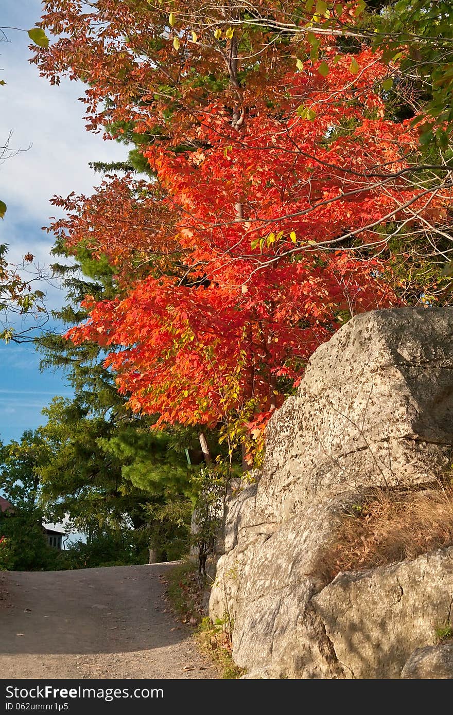 Red maple tree in full fall foliage. Red maple tree in full fall foliage