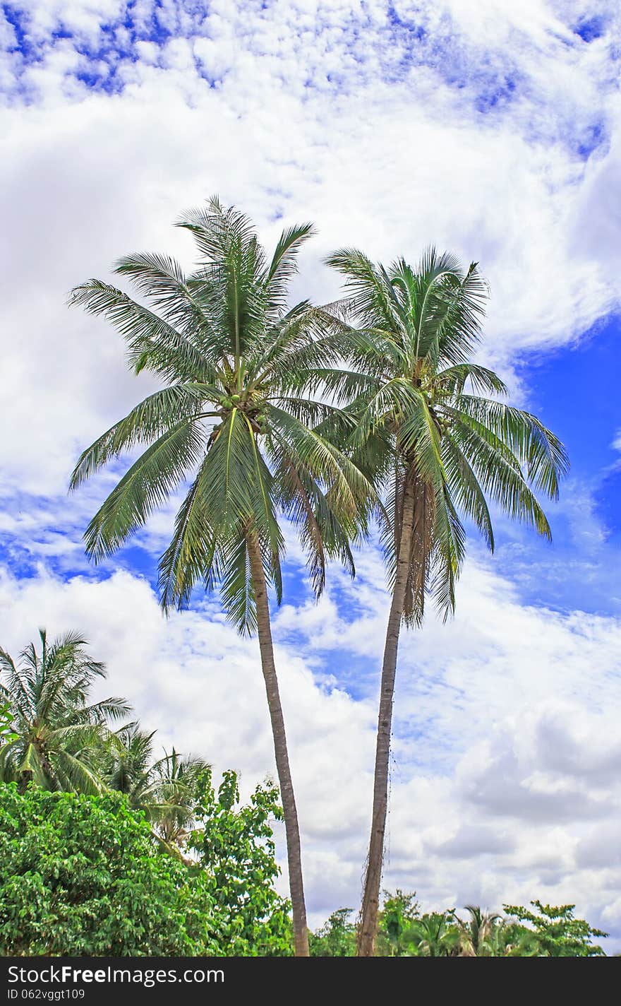 Palm trees with coconut and blue sky.