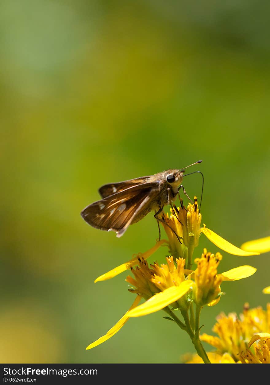 Sachem Butterfly (Atalopedes campestris) on Wingstem (Verbesina alternifolia)