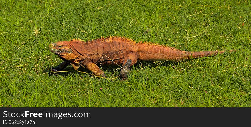 Red reptile walking on the grass