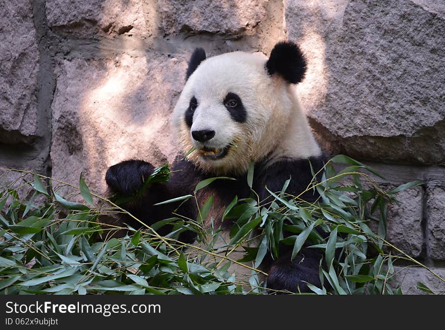 Panda of Beijing