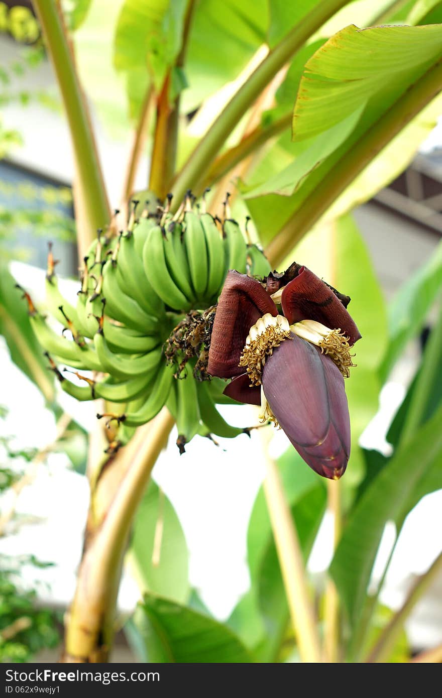 Bananas blossom on the tree