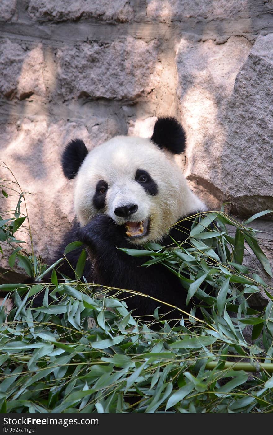 Hungry Panda