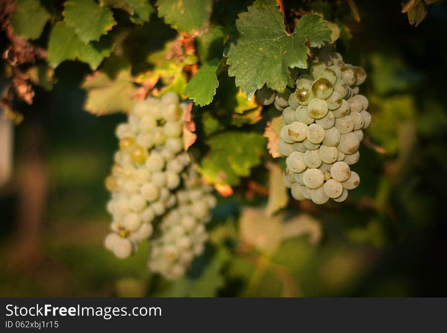 Grape Harvest