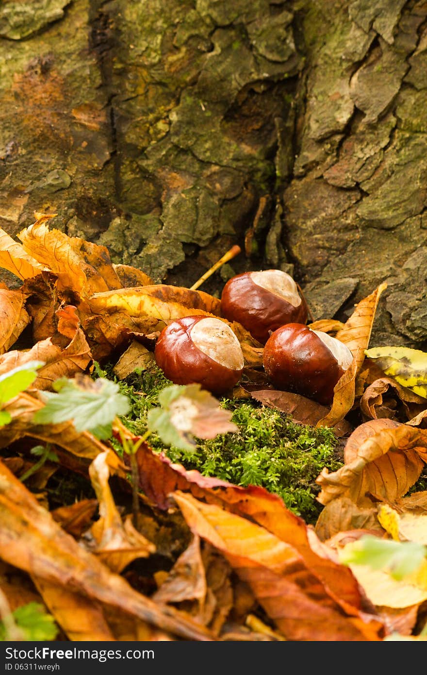 Chestnuts on a bed of leaves next to a tree bark. Chestnuts on a bed of leaves next to a tree bark