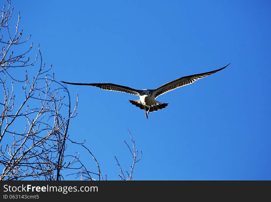 Silver Mouth Gull