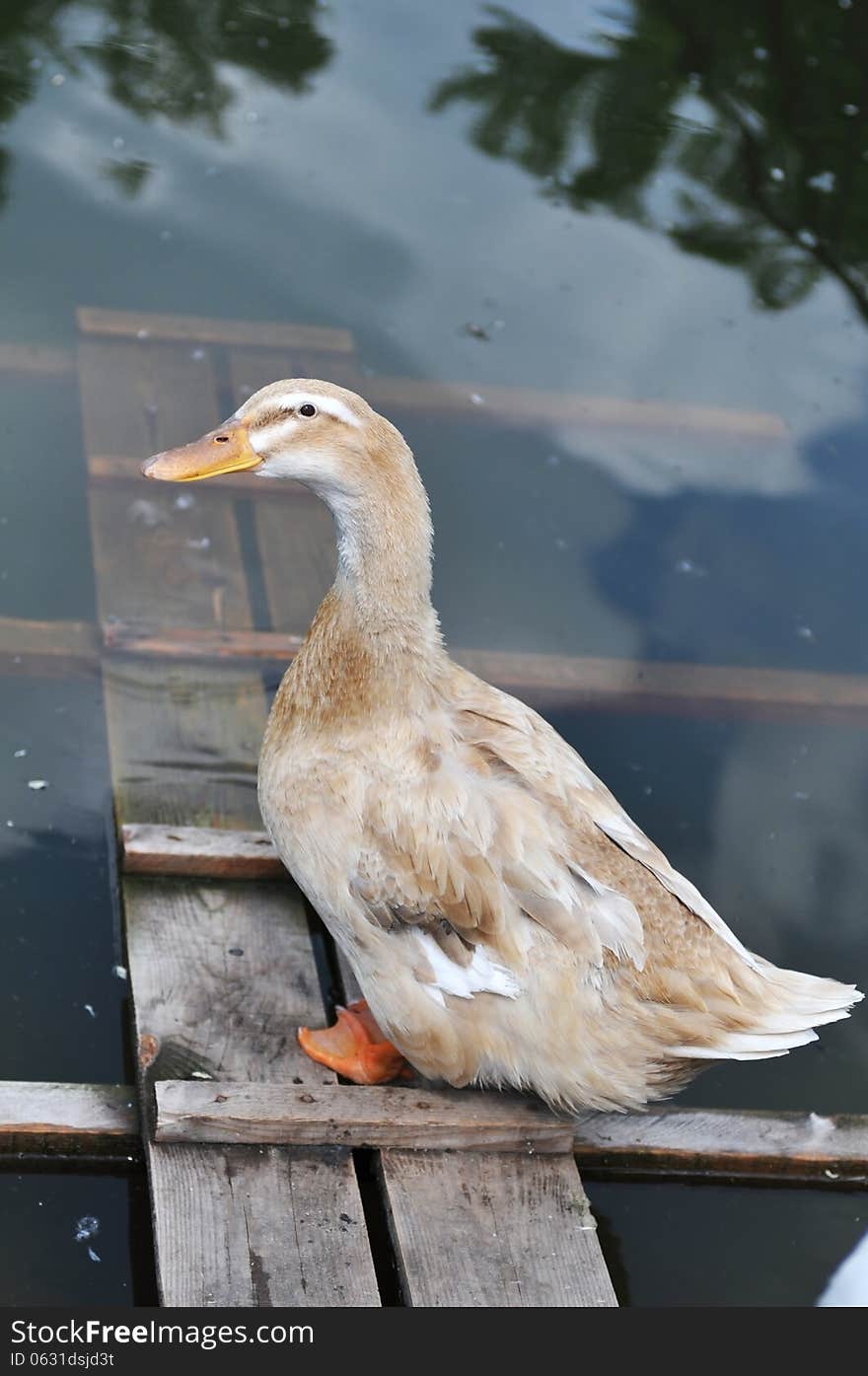 Duck portrait going into water