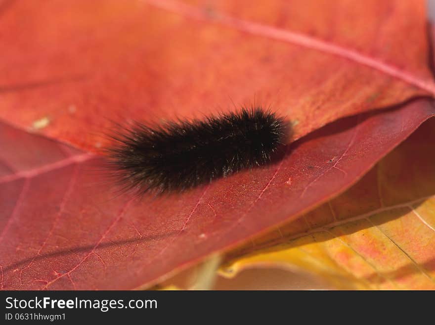 Autumn Insect