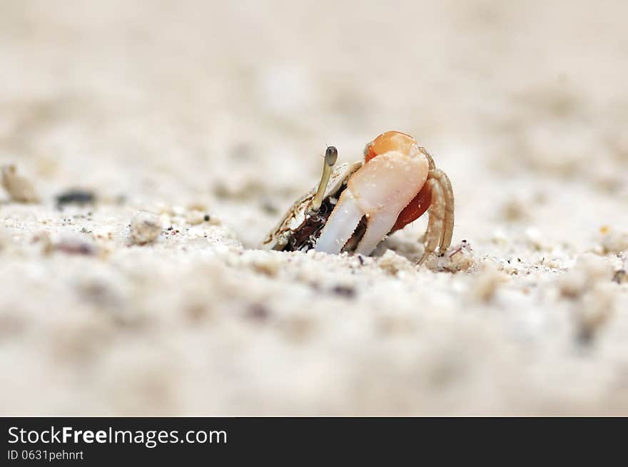 A hermat crab form the sea of thailand. A hermat crab form the sea of thailand